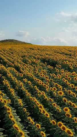 Aerial drone view of beautiful yellow sunflower field on a sunny day, rural landscape.
