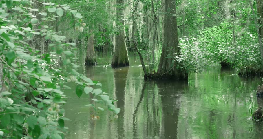 Cypress Trees and Calm Bayou Waterway in Louisiana Swamp - Peaceful bayou channel winding through a cypress forest in Louisiana. Reflections on the calm water highlight the beauty of the southern wetland ecosystem.