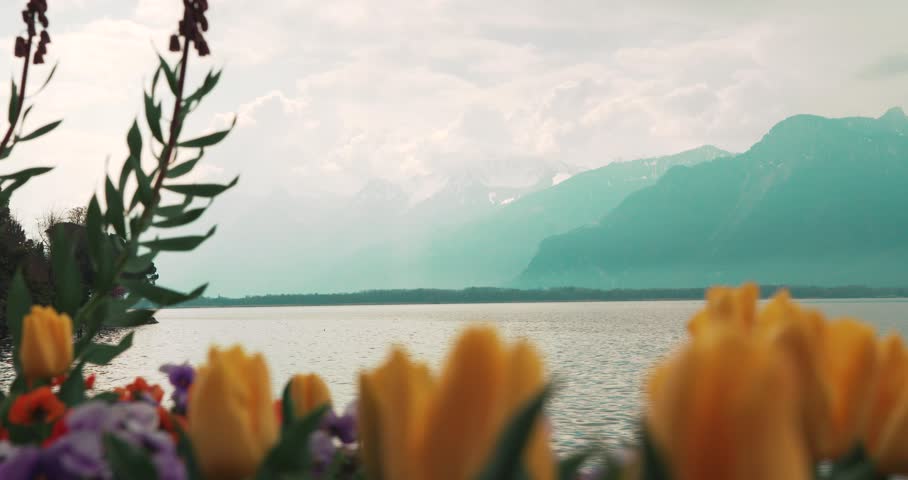 Colorful Tulips and Flowers Overlooking Lake Geneva Near Montreux - Bright spring flowers and tulips in the foreground overlooking Lake Geneva and the surrounding mountains near Montreux, Switzerland. Scenic lakeside landscape showcasing the beauty of the Swiss Riviera.