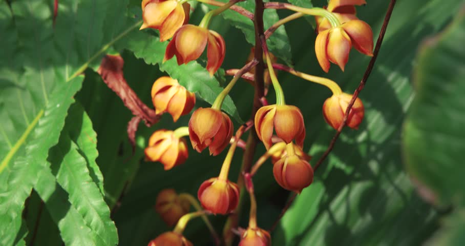 Exotic Orange Flower Cluster in Tropical Botanical Garden