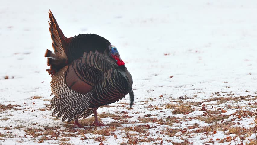 Wild Turkey in the the snow in Minnesota