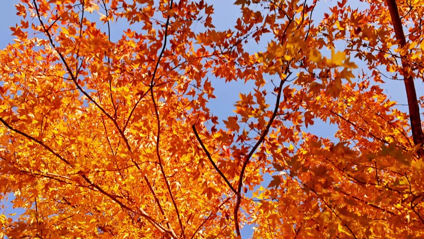 Passing under maple trees with colorful autumn leaves blowing in a gentle breeze.
