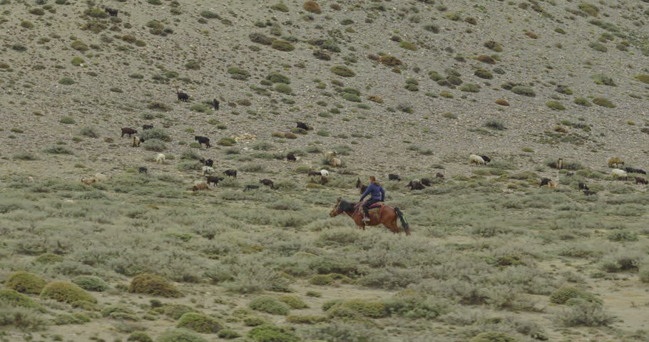 Mustang Nepal, lateral tracking shot of a single horseback rider galloping along a trail next to a mountain slope dotted with a grazing herd of local chyangra goats
