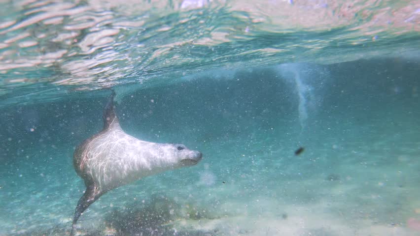 Slow motion video of an Australian sea lion breaching from crystal clear blue water off the Eyre Peninsula, South Australia.