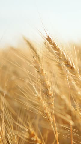 Golden wheat stalks sway through sunlit field from early to late sequence