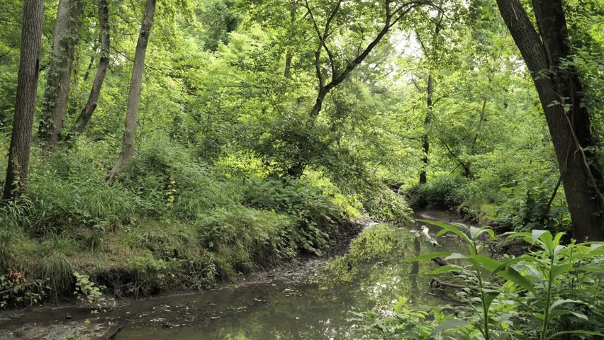 A stream flowing through a forest park in New Jersey.