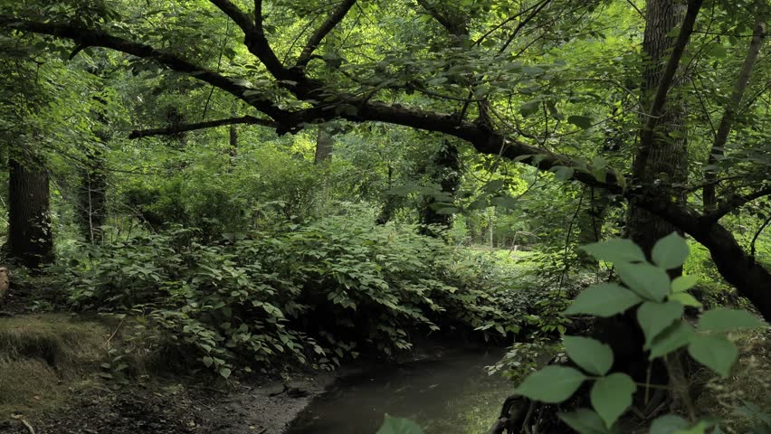 A stream flowing through a forest park in New Jersey.