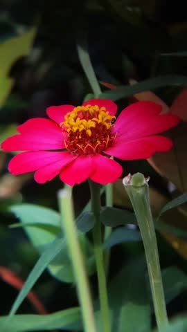 Detailed close up shot of a bright pink zinnia flower with a unique yellow center, gently swaying in the wind surrounded by lush green foliage