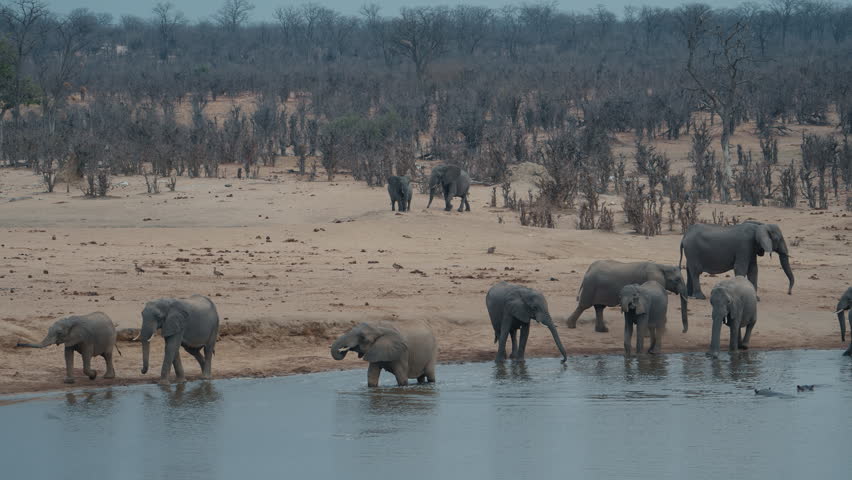 Large herd of elephants arriving at a waterhole in Hwange National Park at dusk Part 2