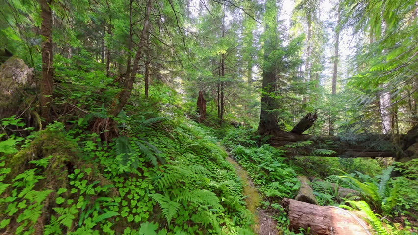Hiking on Empty Trail through Forest in Olympic National Park