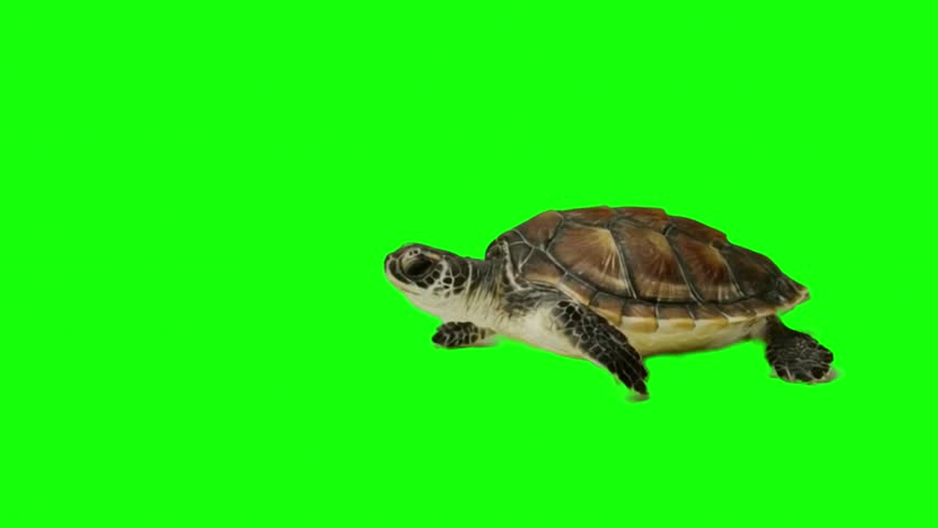 Sea turtle swimming on green screen background.