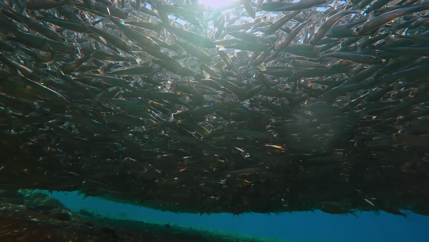 Numerous Silversides gathered in below surface, shimmering rays of sunlight breaking through tightly packed school. Multitude of small fish gathers in coastal waters, swims under bright sunburst
