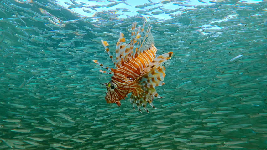Close-up of bright orange Lionfish chasing huge school of Silversides Atherina during their spawn run. Vivid Lion fish hunts small fish that have formed dense shoal during spawning season.