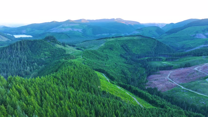 Evergreen Wilderness Landscape In Southwest Washington