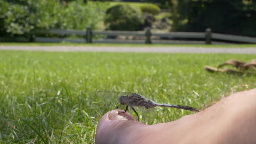 Dragonfly Perched On The Big Toe Of A Person Sitting On The Grass. - closeup shot