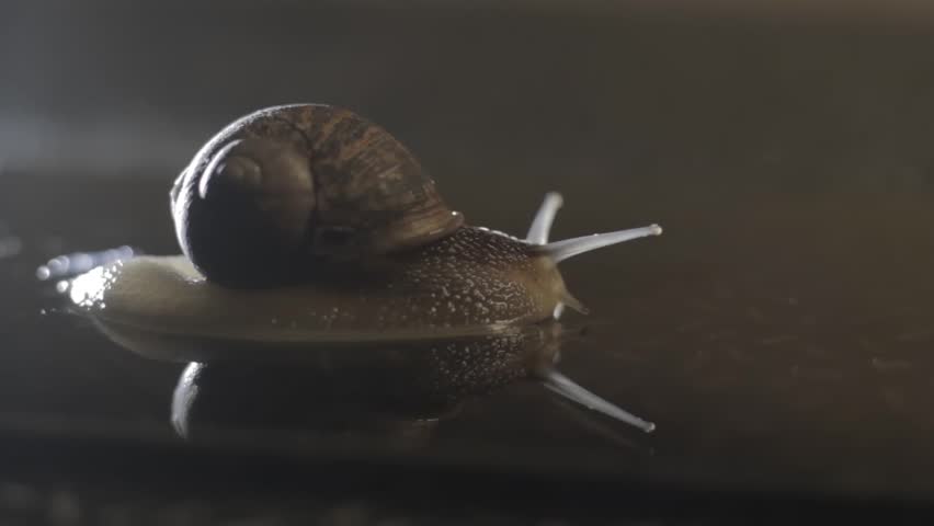 Snail glides across dark, wet surface. Its shell glistens under soft, focused light. Reflections ripple with each slow movement. The snail