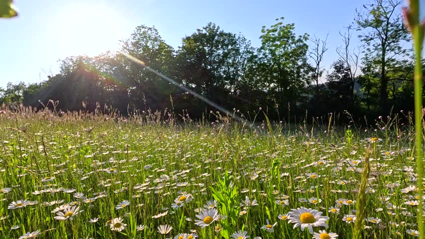 Low angle shot of sunlit daisy field with lens flare and swaying green grass.