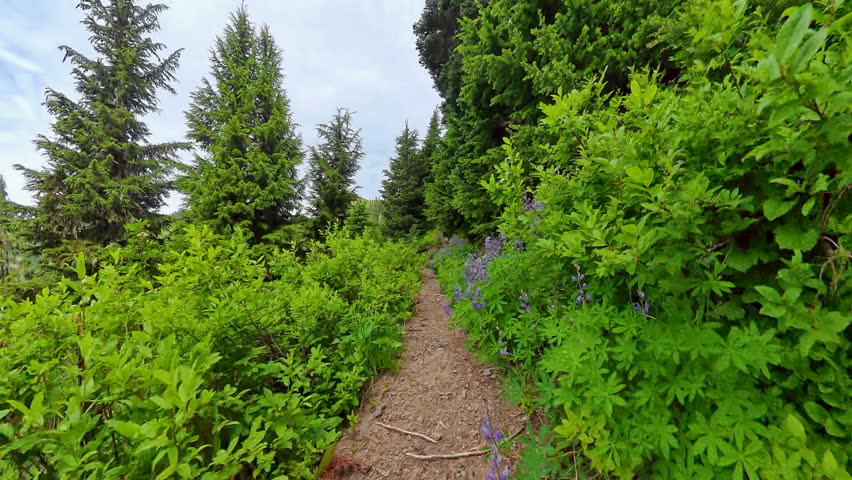 Low Angle of Hiking Through Lupine and Around Switchback in Olympic National Park