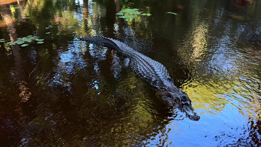 Large Black Caiman Melanosuchus Niger in Amazon River