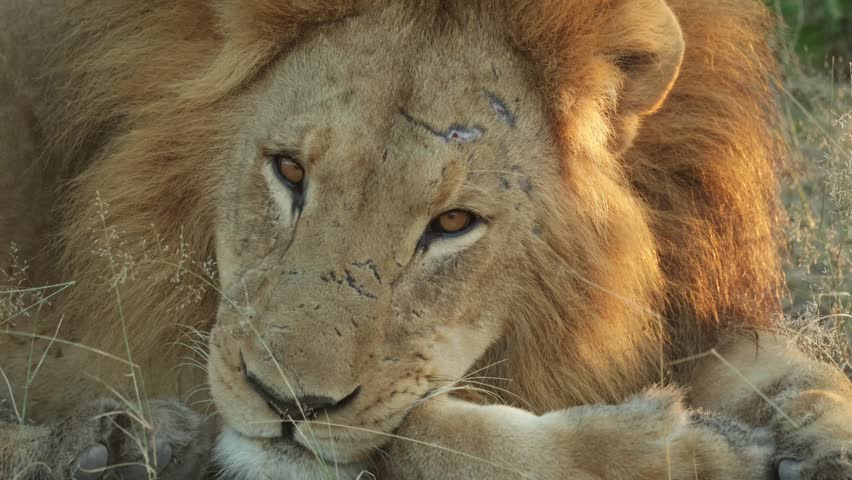 A closeup of a male lion resting with his head on his paws as he dozes, briefly blinking as he drifts between sleep and awareness, Botswana wilderness.
