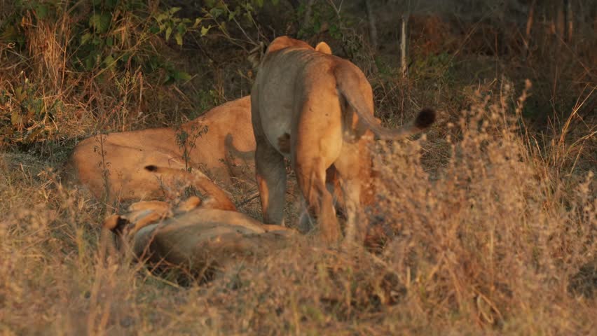 A lioness approaches two sleeping females in the pride and attempts to lie down beside them, while her playful cubs continue to climb, pounce, and tug at her as she settles, Botswana wilderness