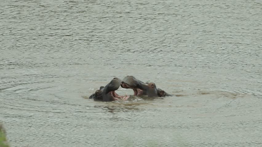 Wide shot of two young hippos play fighting in the water, Kruger Park.