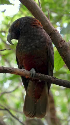 A native New Zealand kākā parrot perched on a forest branch, showcasing its brown feathers and crimson underbelly.