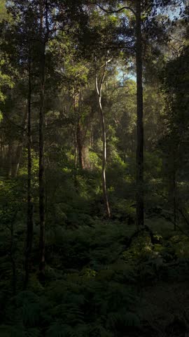 Slow Flying Through Australian Forest