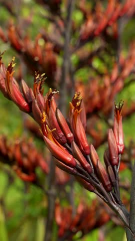 A detailed close up shot of blooming red flowers on a native New Zealand flax harakeke plant stalk.