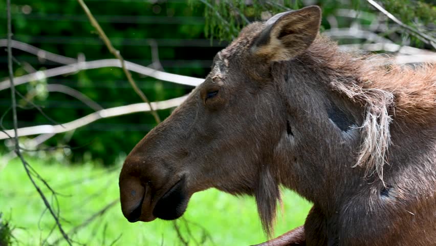 Close up portrait of a moose displaying distinctive features within a natural wildlife habitat at the Columbus Zoo