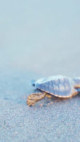 Tiny sea turtle hatchling crossing wet beach sand