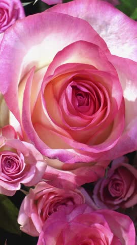 Close-up of a pink and white rose bloom with surrounding blossoms in sunlight as the camera slowly pushes in on layered petals