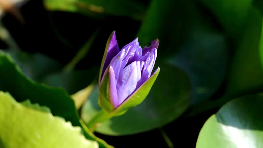 Beautiful purple water lily flower blooming among dark green leaves.