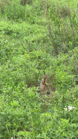 A siberian chipmunk stands alert among lush green grass in Chemalsky District, Republic of Altai, Russia