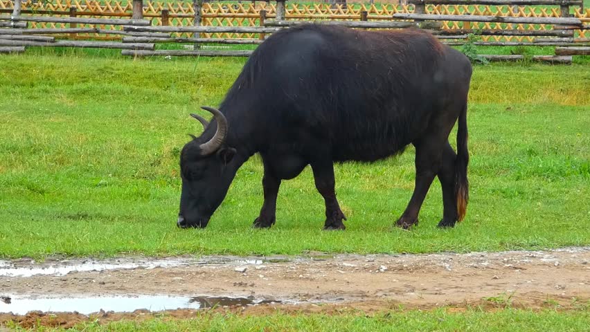 A large black buffalo moves slowly across a grassy field. It lowers its head to graze on the green grass. The animal is surrounded by a wooden fence that marks the boundary of a nearby farm. The ground is slightly wet, showing patches of mud next to the dirt path. In the background, there are more fields and trees. The sun is shining, and the sky is clear.