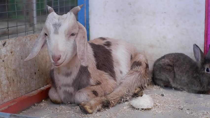 Cute baby goat and a rabbit lying down together in a pen at a petting zoo