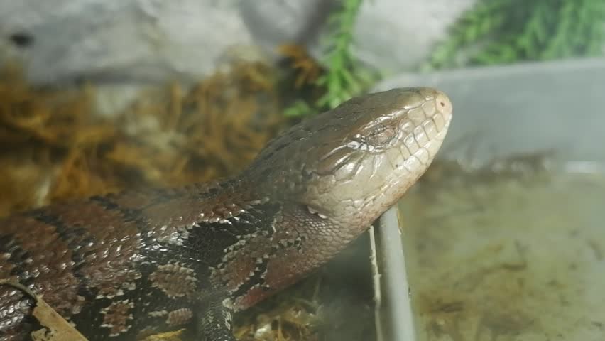 Close-up of a blue-tongued skink (tiliqua scincoides) lizard resting in its terrarium habitat