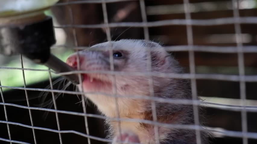 Small domestic ferret in a metal cage drinking water from a sipper bottle, showing its tiny teeth