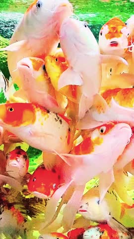 A dense group of colorful Koi fish are captured in a close-up underwater shot, with many mouths agape.