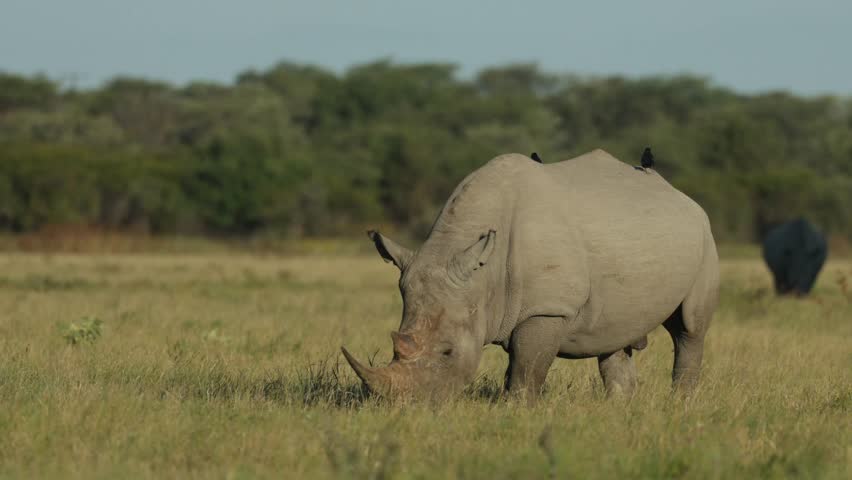 A white, wide-lipped rhino is feeding on the green grassland with another rhino grazing in the background in Botswana