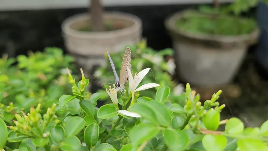 This professional, ultra-high-definition macro video showcases a beautiful ecological interaction, featuring a Plains Cupid butterfly (Chilades pandava) feeding on a vibrant orange jasmine plant. The camera maintains a tight, highly detailed close-up perspective with a shallow depth of field, bringing the delicate features of both the insect and the blossom into crisp focus. Perched squarely on a fully bloomed white flower, the butterfly uses its slender proboscis to drink nectar from the core of the petals. Its wings remain partially spread, providing an excellent visual contrast between the patterned gray-brown underside and the brilliant metallic, purplish-blue hue of its dorsal side. Surrounding unbloomed green flower buds and rich green leaves frame the insect, while blurred garden planters in the background create a natural, organic environment. Shot in bright, natural daylight, the clip offers exceptional clarity and accurate color balance without any digital noise, lens artifacts, or camera shakiness. Completely unbranded and optimized to meet elite industry stock standards, this premium asset is a perfect selection for cinematic wildlife films, entomological research media, horticultural promotional materials, and environmental conservation projects highlighting native species and healthy garden ecosystems.