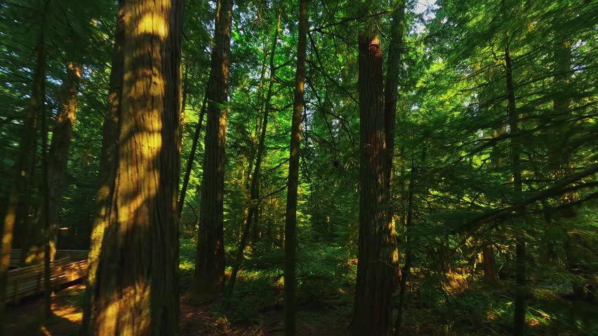 Aerial view of dense evergreen forest with sunlight filtering through tall trees in British Columbia, Canada.