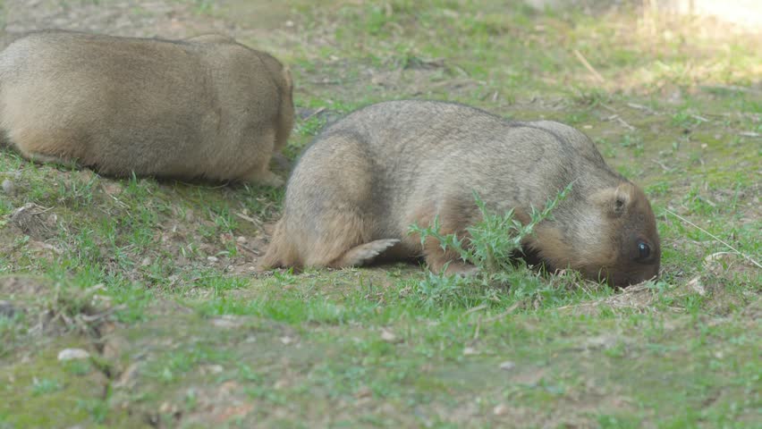 Two bobak marmots look for food and dig the ground on a green glade. Fluffy rodents graze in the grass inside a zoo or nature reserve