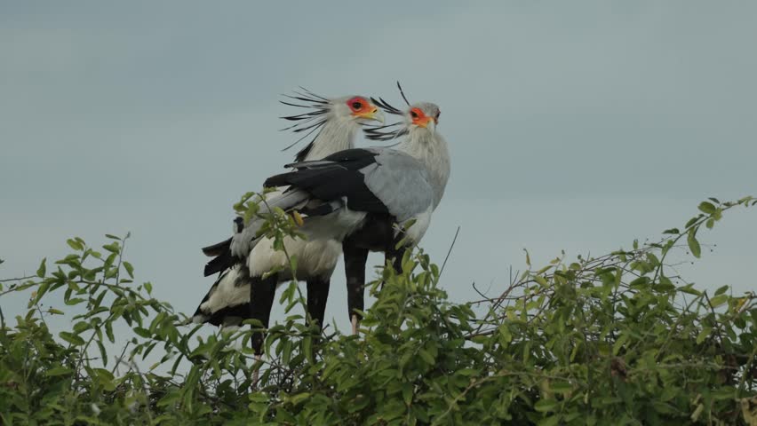 A breeding pair of secretary birds stands together on their nest while one bird is grooming its feathers on top of a green tree on a windy, cloudy day, Botswana