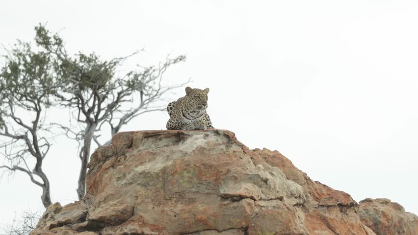 A leopard is lying camouflaged on top of a rock, scanning her surroundings on a windy, cloudy day in Botswana.