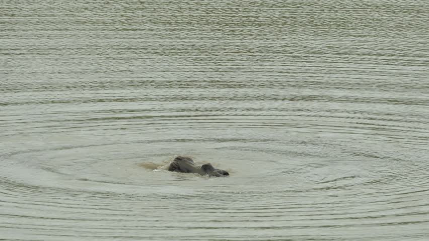 Wide shot of two young hippos play fighting in the water, Kruger Park.