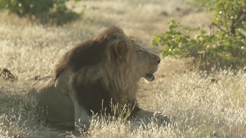 A beautiful male lion lying on an animal path starting to roar, Botswana
