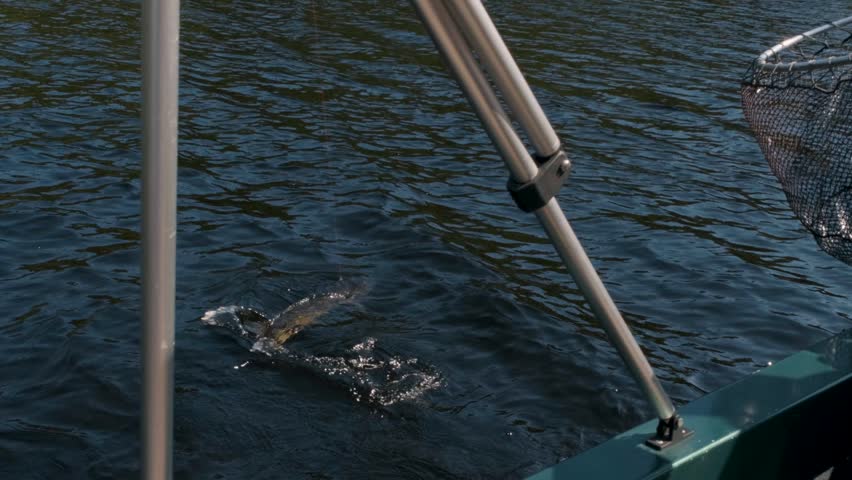 Fisherman bringing a pike aboard on a peaceful lake in Canada