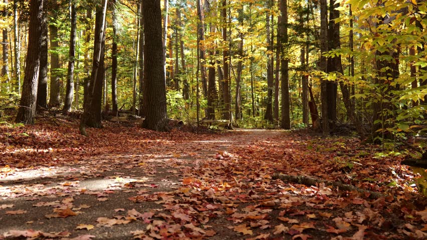 Red and Orange Leaves on a Walk Path Through the Forest with Sunshine Streaming Through Yellow Trees