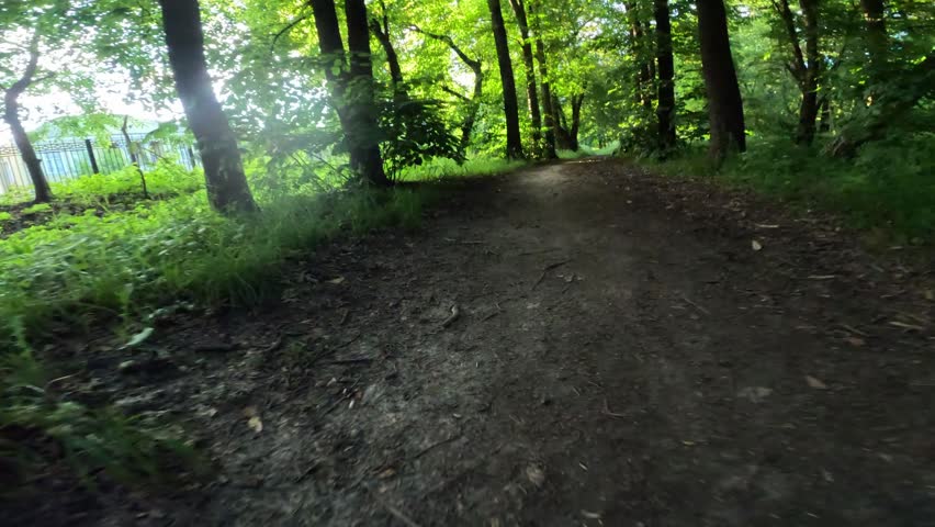 Low angle shot of a forest trail in motion